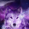 DutchWolfzZ