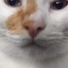 HoujouSatoshi
