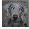 MagieHund