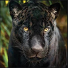 SpottedJag96