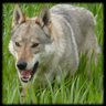 BrightWolf_PL