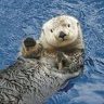 HecklinSeaOtter