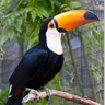 Tucan1