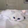 Tamoe_Cun