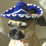 Senor_Dog