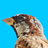 PasserDomesticus