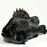 RockFish