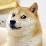 Dogeball