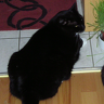 Blacky03