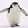 Pennyguin