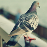 APigeonTM