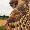 Midnight_Owl