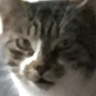 Flecko