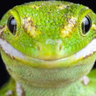 LifelessLizard