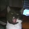 Tabouet