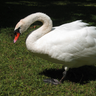 swanner