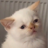 SirSpaz