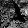 Paenumbra