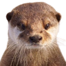 Siloette