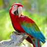P4rr0t