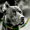DoberMAN84