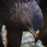 Makarn