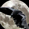 Grim_Raven