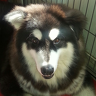 baalface