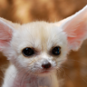 Desert_Fox