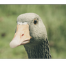 King_of_geese