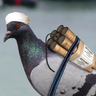 Yamashek