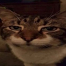 JoshNotHere1