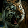 RedTiger