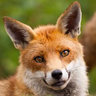 An_actual_fox