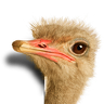 pitex