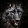 wolpe
