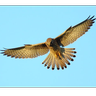 Jagdfalke
