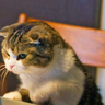 DriverCat