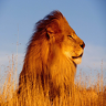 aslan808