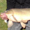 lovecarp
