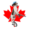 DogOnUnicycle