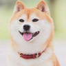 shibainu1