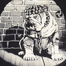 Bulldog545