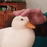 Laghosta