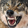 WOLF7238