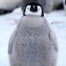MrPenguinGuy5