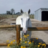 leweyhorse
