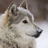 Chinesewolf