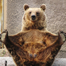 IrishGrizzly