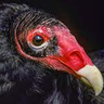 chickenvulture